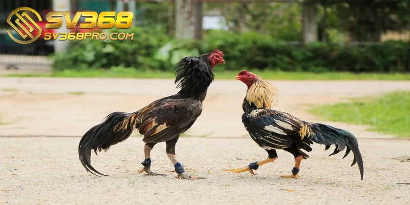 Cách huấn luyện gà đá cựa sắt - Tổng hợp các phương pháp 4 Chú ý thời gian nghỉ ngơi của gà đá khi huấn luyện