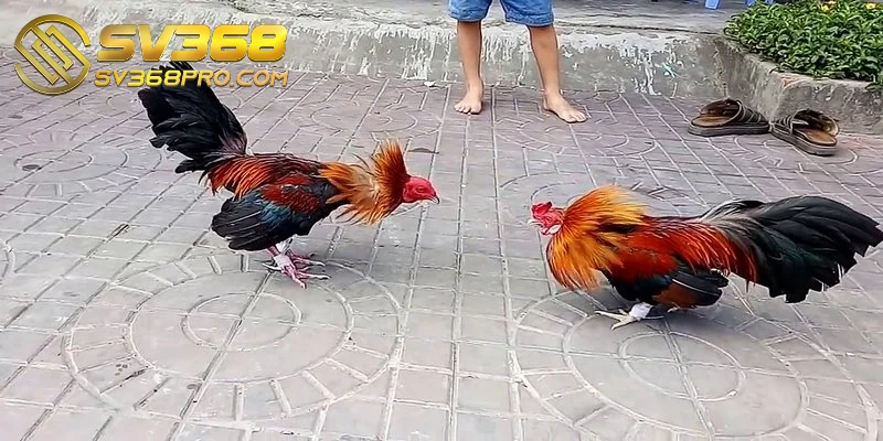 Cách huấn luyện gà đá cựa sắt - Tổng hợp các phương pháp 2 Chuẩn bị môi trường huấn luyện và trang thiết bị cho gà đá