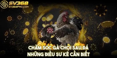 Chăm sóc gà chọi sau đá - Những điều sư kê cần biết