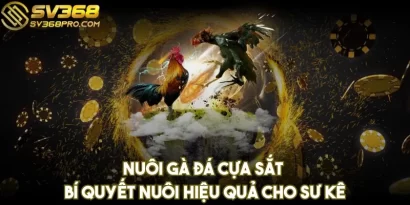 Nuôi gà đá cựa sắt - Bí quyết nuôi hiệu quả cho sư kê